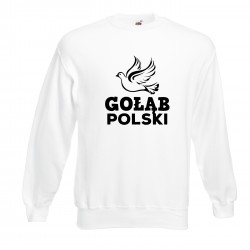 Gołąb polski